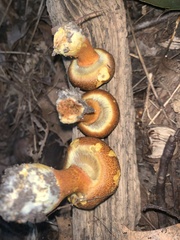 Cortinarius