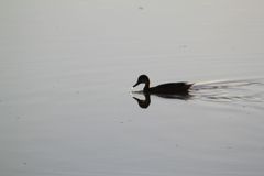 Anas bahamensis galapagensis