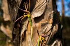 Lyperanthus suaveolens