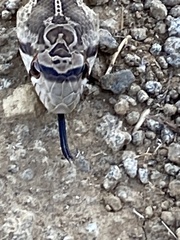 Pituophis catenifer catenifer