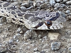 Pituophis catenifer catenifer