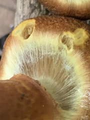 Cortinarius