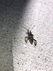 Leptoglossus corculus