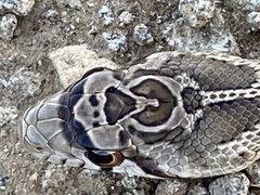 Pituophis catenifer catenifer