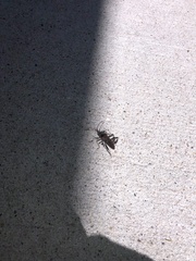 Leptoglossus corculus