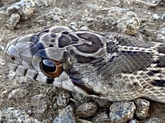 Pituophis catenifer catenifer