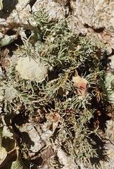 Usnea strigosa