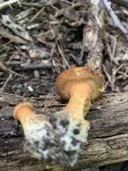Cortinarius