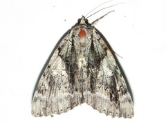 Catocala vidua
