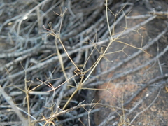Apiastrum angustifolium