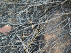 Apiastrum angustifolium