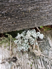 Stereocaulon saxatile