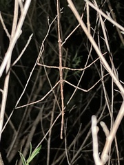 Ctenomorpha marginipennis