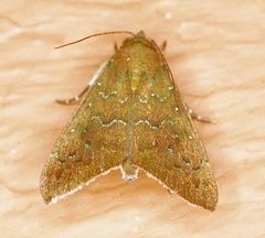 Anomis illita