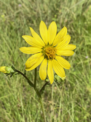 Silphium gracile