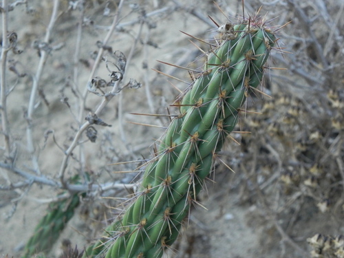Image of Cylindropuntia californica by (c) James C. Davis, some rights reserved (CC BY-SA)