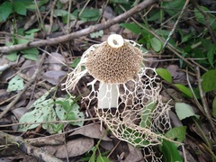 Phallus haitangensis