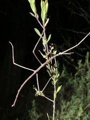 Ctenomorpha marginipennis