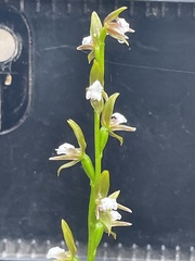 Prasophyllum brevilabre