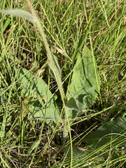 Silphium gracile