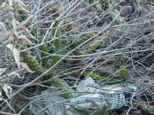 Image of Cylindropuntia californica by (c) James C. Davis, some rights reserved (CC BY-SA)