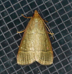 Hypsopygia nostralis