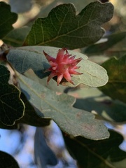 Cynips quercusechinus