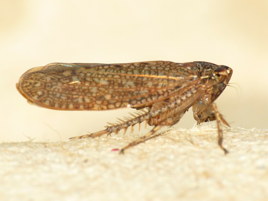 Texananus longipennis