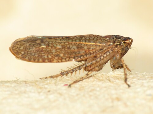 Texananus longipennis