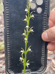 Prasophyllum brevilabre