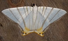 Phrygionis platinata