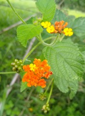 Lantana horrida