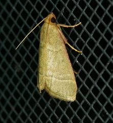 Hypsopygia nostralis