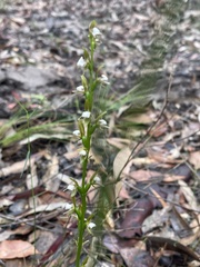 Prasophyllum brevilabre