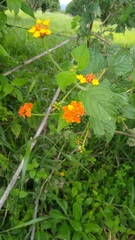 Lantana horrida