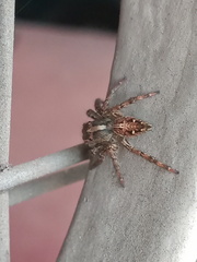 Plexippus paykulli