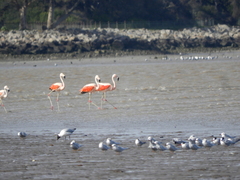 Phoenicopterus chilensis