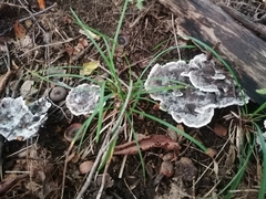 Phellodon confluens