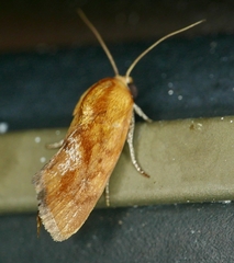 Ponometia exigua