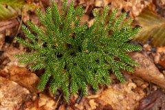 Lycopodiales