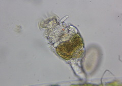 Rotifera