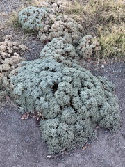 Croton setiger