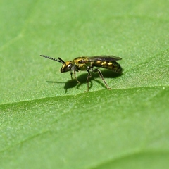 Halictinae