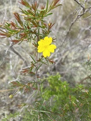 Hibbertia stricta