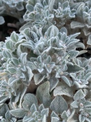 Croton setiger