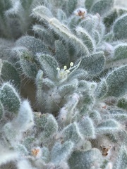 Croton setiger