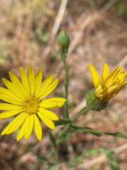 Bradburia pilosa