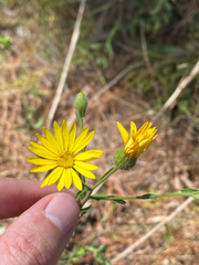 Bradburia pilosa
