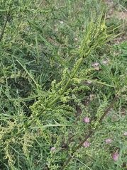 Urtica cannabina