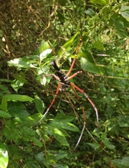 Nephila kuhli